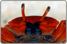 Armless Red Burrowing Crab